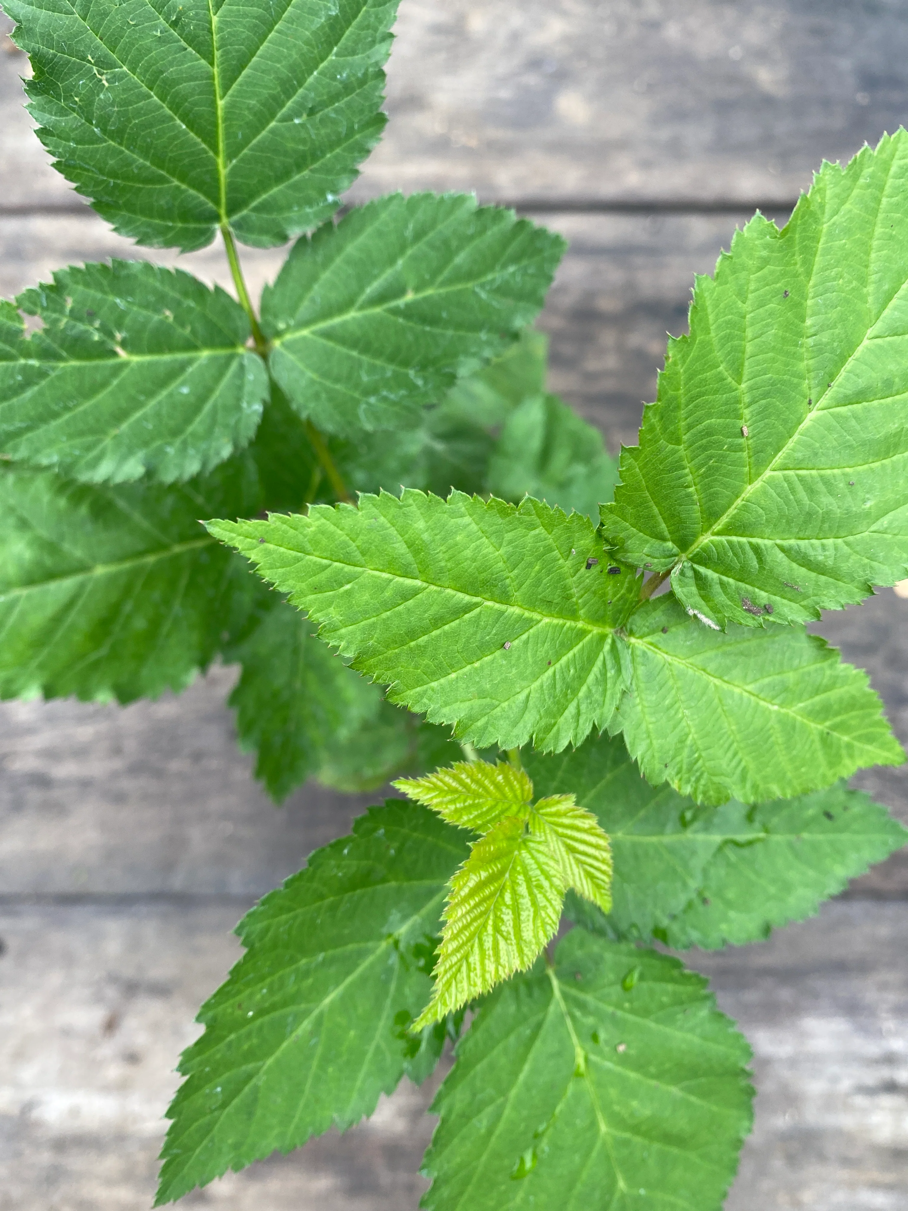 Medicinal Plants