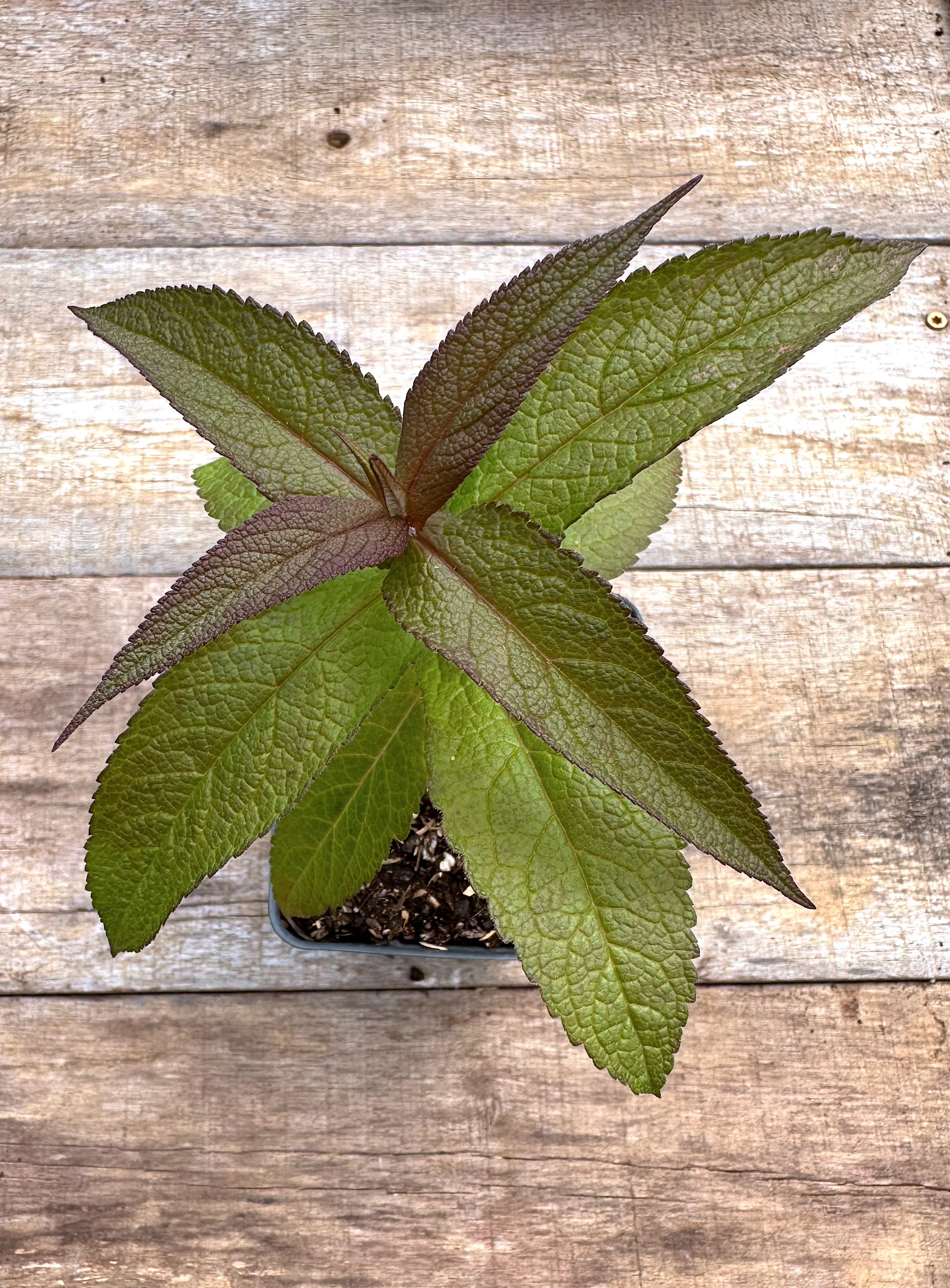 Featured Plants
